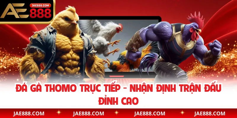 Đá gà Thomo Trực Tiếp - Nhận Định Trận Đấu Đỉnh Cao