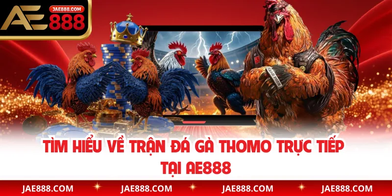 Tìm hiểu về trận đá gà Thomo trực tiếp tại AE888